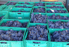 画像をギャラリービューアに読み込む, ALPHA DOMUS(アルファドームス)コレクション シラー 2019 ミディアムボディ ワインオービット高評価90+