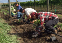 画像をギャラリービューアに読み込む, アルファドームス ニュージーランドワイン